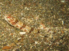 Synodus dermatogenys