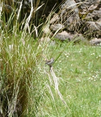 Catamenia analis