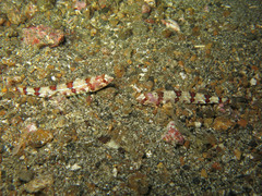 Synodus rubromarmoratus