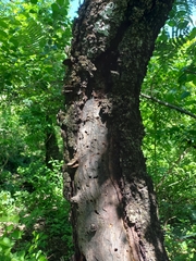 Anadenanthera colubrina