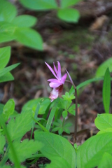 Calypso bulbosa