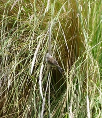 Catamenia analis