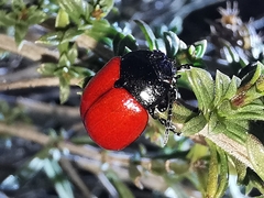 Chrysomela populi