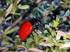 Chrysomela populi