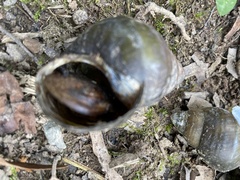 Cipangopaludina chinensis