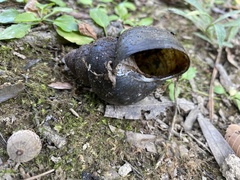 Cipangopaludina chinensis