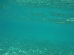 Hemiramphus brasiliensis