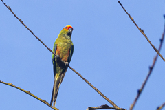 Aratinga auricapillus
