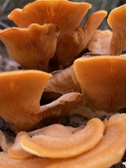 Phyllotopsis nidulans