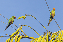 Aratinga auricapillus