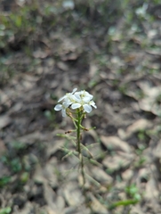 Cardamine bulbosa