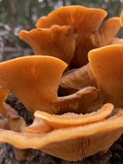 Phyllotopsis nidulans