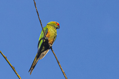 Aratinga auricapillus