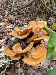 Phyllotopsis nidulans