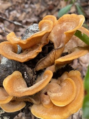 Phyllotopsis nidulans