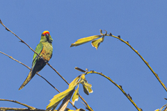 Aratinga auricapillus