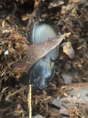 Pterostichus