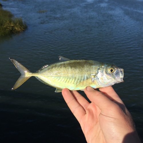 Caranx crysos