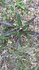 Tradescantia spathacea