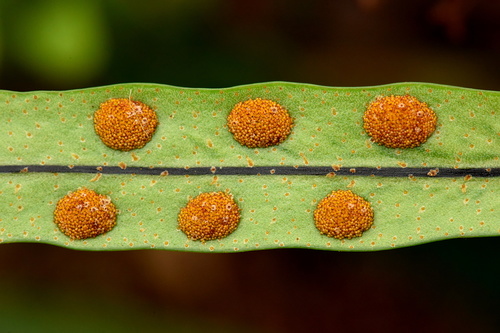 Bigfruit Scaly Polypody