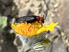 Lytta magister