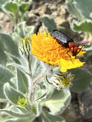 Lytta magister