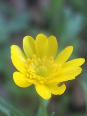Ranunculus californicus
