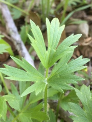 Ranunculus californicus