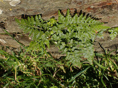 Asplenium adiantum-nigrum