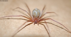 Loxosceles rufescens