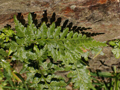 Asplenium adiantum-nigrum