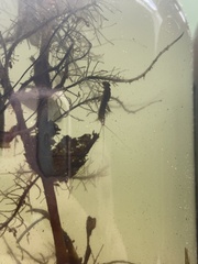 Leptophlebia