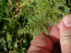 Asplenium adiantum-nigrum