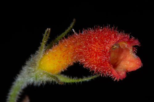 Rhytidophyllum berteroanum