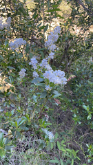 Ceanothus spinosus