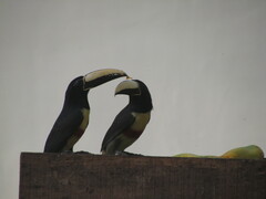 Pteroglossus aracari