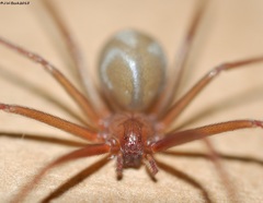 Loxosceles rufescens