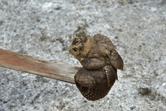 Otus bakkamoena