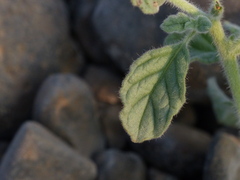 Heliotropium supinum