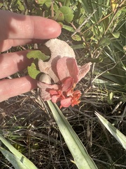 Exobasidium ferrugineae