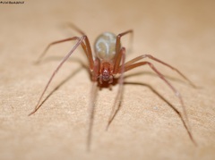 Loxosceles rufescens