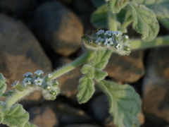 Heliotropium supinum