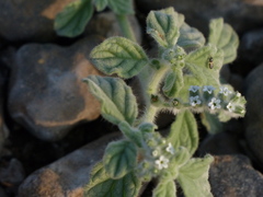 Heliotropium supinum