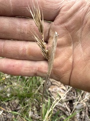 Elymus glabriflorus