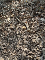 Thamnophis cyrtopsis ocellatus
