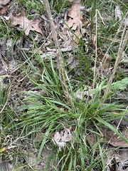 Elymus glabriflorus