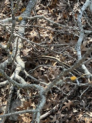 Thamnophis cyrtopsis ocellatus