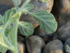 Heliotropium supinum