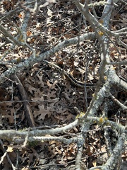 Thamnophis cyrtopsis ocellatus