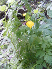 Papaver cambricum